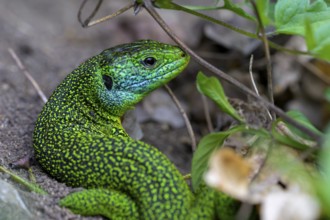 Western green lizard (Lacerta bilineata) of a bright green and blue lizard between plants and soil,