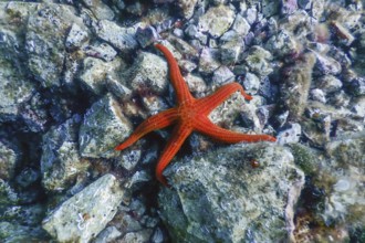 Red Starfish on the SeaFloor (Echinaster sepositus) Underwater wildlife