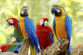 Birds, Scarlet Macaws and Blue and Gold Macaws sitting on branch of tree Safari world Bangkok,