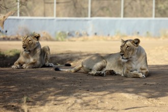 Lioness sasan gir Gujarat India Asia