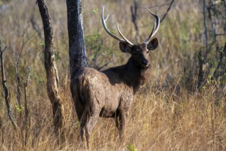 Sambar deer, Tadoba Wildlife Sanctuary, Maharashtra, India, Asia