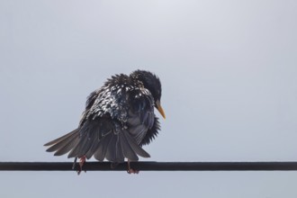 Common Starling Sitting In Wire Europe Nature Wildlife