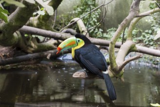 A picture of a colored toucan on a tree