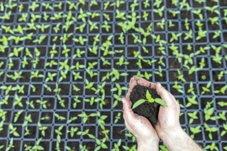 Hand holding green seedling
