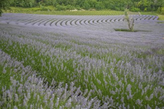 Beautiful summer evening in a lavender field. Large blue lavender bushes blooming in a cultivation