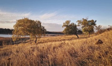 Willow trees near the lake with the golden reed lit by the warm autumn sunset