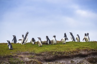 Magellanic penguins (Sphreniscus magellanicus), group in the field, Volunteer Point, Falkland