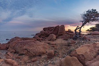 Coastal landscape with bizarre, red rocks and weathered, gnarled trees at sunset over the sea,