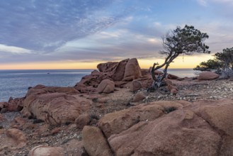Coastal landscape with bizarre, red rocks and weathered, gnarled trees at sunset over the sea,