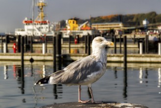 Impressions Rügen Sassnitz region
