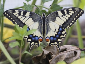 Swallowtail, Papilio machaon