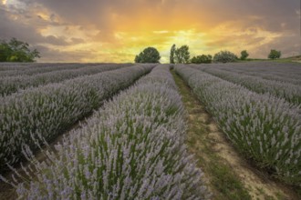 Beautiful summer evening in a lavender field. Large blue lavender bushes blooming in a cultivation