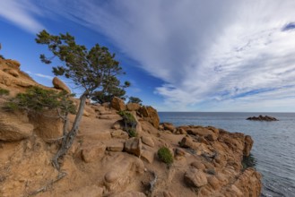 Coastal landscape with bizarre red rocks and gnarled trees with a view of the sea in the sunshine,