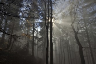 Sunbeams penetrate the fog in a mountain forest, morning sun, Chiemgau Alps, Upper Bavaria,