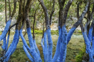 Blue Trees in Waterfalls Akchour in Chefchaouen, Morocco, North Africa, Africa