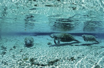 Round-tailed manatee, mother and calf, Trichechus manatus latirostris, USA, Florida, FL, Crystal