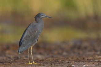 Bellied Heron, (Egretta ardesiaca), standing on a branch looking for prey, Gambia, Africa,
