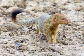 Slender mongoose, (Herpestes sanguineus), carnivore of the mongoose family, Mkuze Game Reserve,