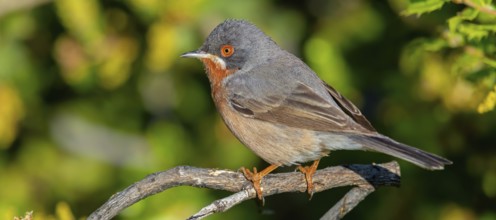 White-bearded warbler, (Sylvia cantillans), perch, biotope, bearded warbler, songbird, warbler