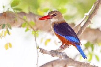 Grey-headed kingfisher, kingfisher, perch, foraging, biotope, habitat, animals, birds, kingfishers,
