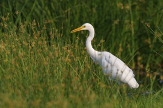 Asian Intermediate Egret, Intermediate Egret, Egretta intermedia, Mesophoyx intermedia, Aigrette