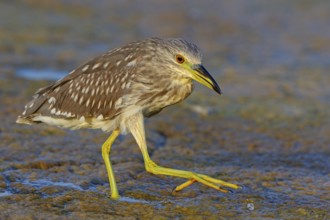 Black-crowned Night Heron, Night Heron, Black-crowned Night-Heron, Nycticorax nycticorax, Bihoreau