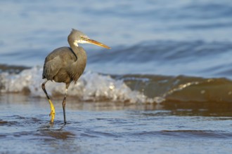 Heron, (Egretta gularis), heron, animals, birds, biotope, habitat, foraging Salalah, Raysut,