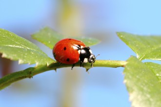 Seven-spot ladybird (Coccinella septempunctata) on a rose leaf, Insect, Insects, Beetle Federal