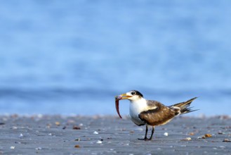 Caspian Tern, (Sterna bergii), (Thalasseus bergii), subfamily of terns, with prey at the edge of