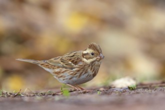 Bunting, (Emberiza rustica), animals, birds, buntings, biotope, Heligoland, Schleswig-Holstein,