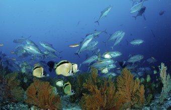 Cleaner butterflyfish and spiny mackerel, Johnrandallia nigrirostris, Caranx sexfasciatus, Mexico,