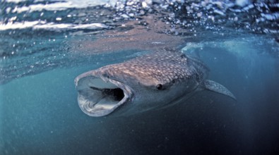 Feeding whale shark, Rhincodon thypus, Djibouti, Djibouti, Africa, Afar Triangle, Gulf of Aden,