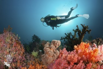 Divers and colourful coral reef, Triton Bay, West Papua, Indonesia, Asia
