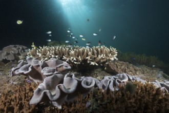 Coral reef with mushroom leather coral, Sarcophyton sp., Triton Bay, West Papua, Indonesia, Asia