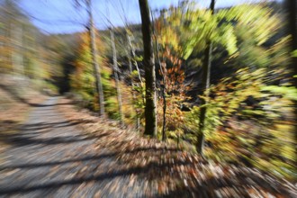 DEU, Germany, Iserlohn: The autumn colours enchant the forest in the Sauerland and also the people