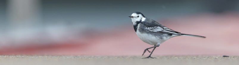 White wagtail, (Motacilla alba), animals, birds, songbirds, family of wagtails and pipits, biotope,