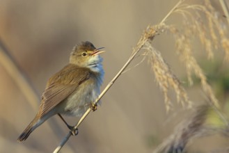 Reed Warbler, subspecies scirpaceus, (Acrocephalus scirpaceus scirpaceus), (Acrocephalus
