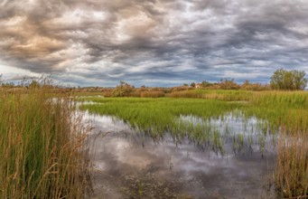 Landscape Greece, reeds, Kalloni Pool, Lesbos Island, Greece, cloudy mood Lesbos, Europe