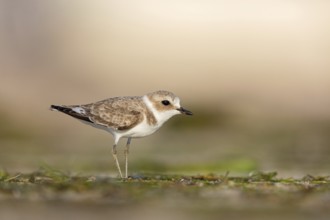 Animals, birds, plover, Kentish plover, (Charadrius alexandrinus), biotope, habitat, foraging, Barr