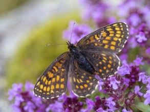 Fritillary butterfly, Common fritillary, (Melitaea athalia), butterfly, butterflies, moths, insect,
