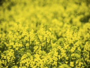 Rapeseed field near Adelebsen, Lower Saxony, Germany, Europe