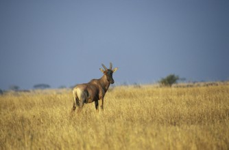 Red hartebeest (Alcelaphus buselaphus)