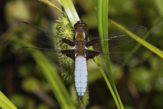 Flat belly (Libellula depressa)