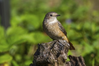 Common redstart - female on a stump (Phoenicurus phoenicurus)