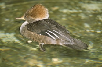 Hooded merganser female (Mergus cucculatus)
