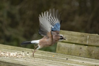 Eurasian jay (Garrulus glandarius)