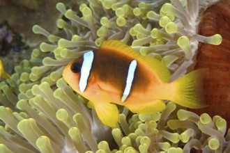Red sea anemonefish (Amphiprion bicinctus)