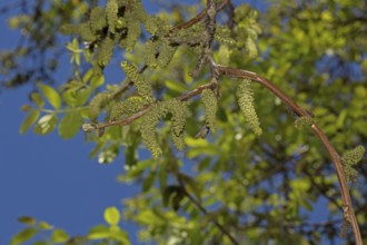 Walnut tree, real walnut (Juglans regia)