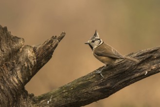 Crested Tit (Lophophanes cristatus)