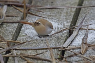 Bearded Tit (Panurus biarmicus)